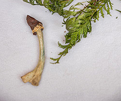 replica of a scalpel tool